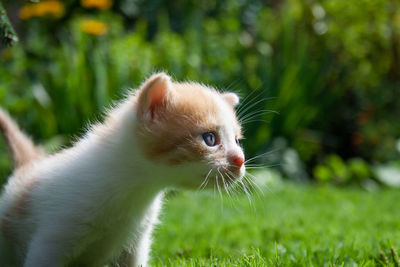 Close-up of kitten