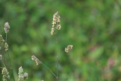 Close-up of flowering plant on field