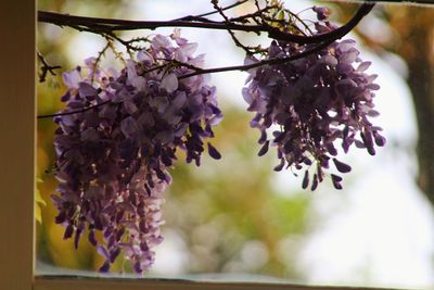 Close-up of flowers against the sky