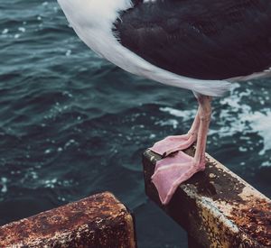 Close-up of seagull on rock