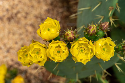 Close-up of yellow flowering plant on field