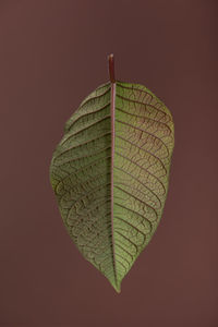 Directly above shot of leaf over colored background