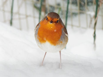 Close-up of bird perching on snow