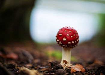 Close-up of mushroom growing on field