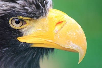 Close-up of a bird