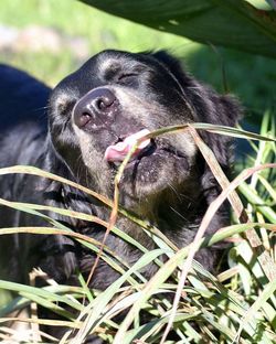 Close-up of black dog