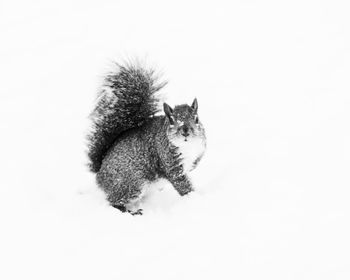 Close-up of a cat on snow over white background