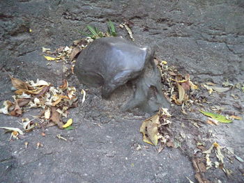 Close-up of crab on ground