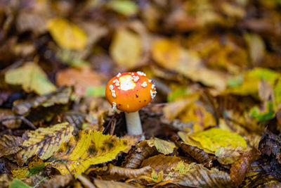 Close-up of mushroom growing on field