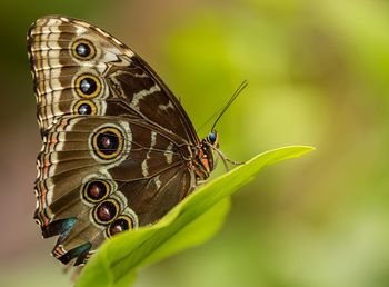 Close-up of butterfly on leaf