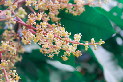 Mango flower