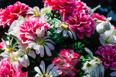 Close-up of pink flowering plants