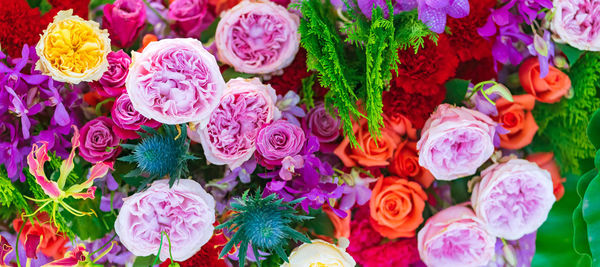 Full frame shot of multi colored roses