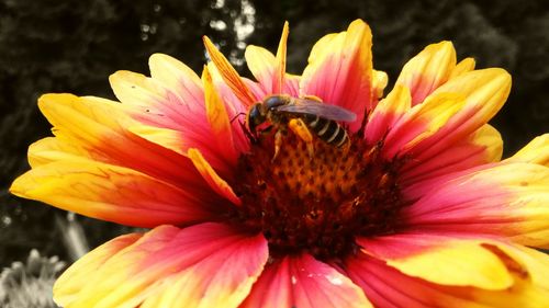 Close-up of bee on flower