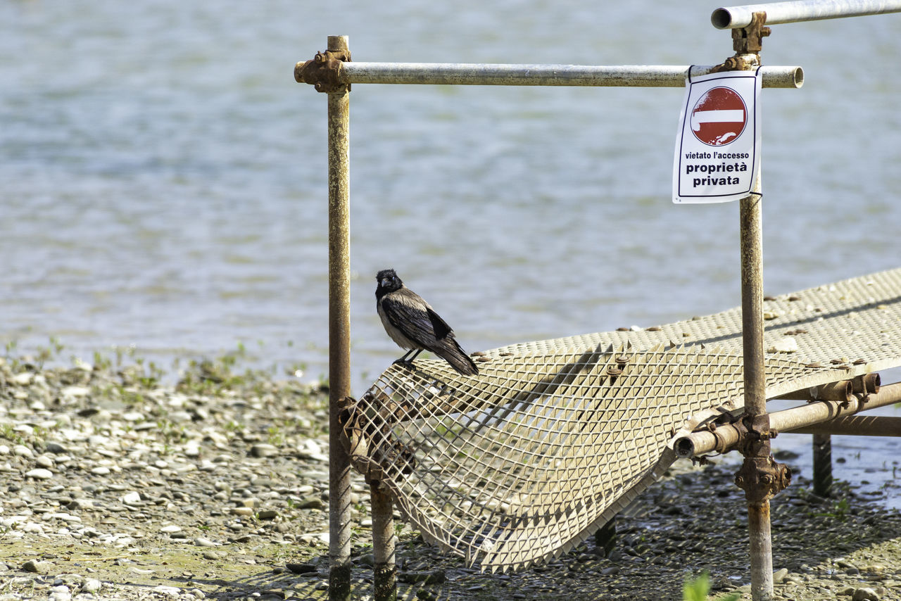 BIRD PERCHING ON WOODEN POST