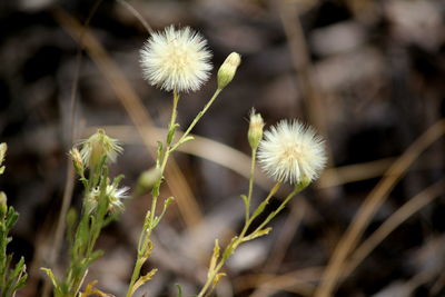 Close-up of white dandelion flower