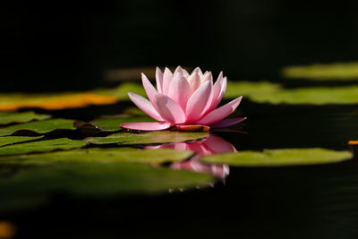 Close-up of pink water lily in pond