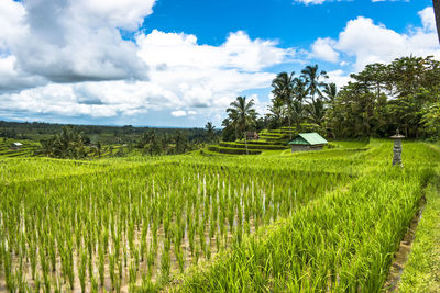 Scenic view of rice field against sky