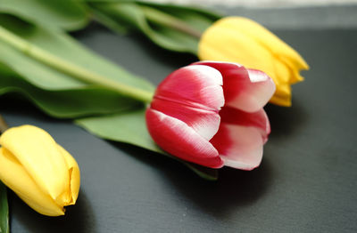 Close-up of yellow tulip on table