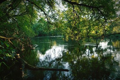 Scenic view of lake in forest