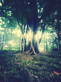 Sun shining through trees in forest