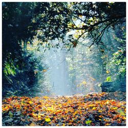 Autumn leaves in forest