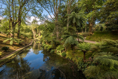 Scenic view of lake in forest