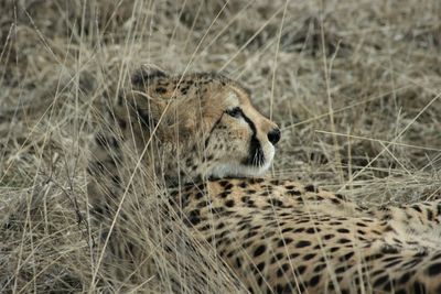 View of a cat on grass