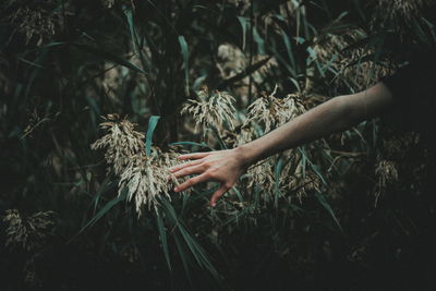 Close-up of hand holding plant on field