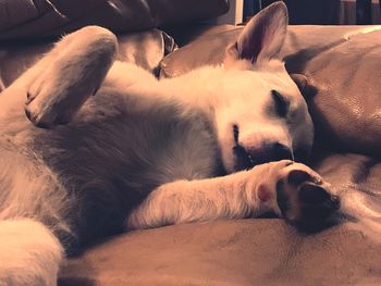 Close-up of a dog sleeping at home