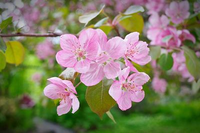 Close-up of pink flowers