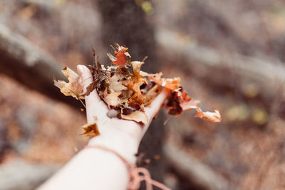 Close-up of hand holding crab