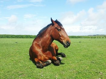 Close-up of horse resting on grassy field against sky