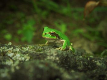 Close-up of frog on rock
