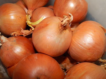 High angle view of pumpkins