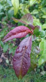 Close-up of leaves on water