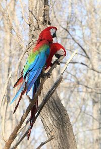 Low angle view of parrot perching on tree