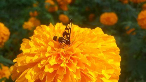 Close-up of insect on yellow flower