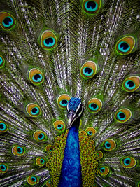 Full frame shot of peacock feathers