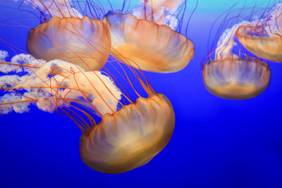 Close-up of jellyfish swimming in water