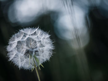 Close-up of dandelion flower