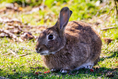 Close-up of a rabbit on field