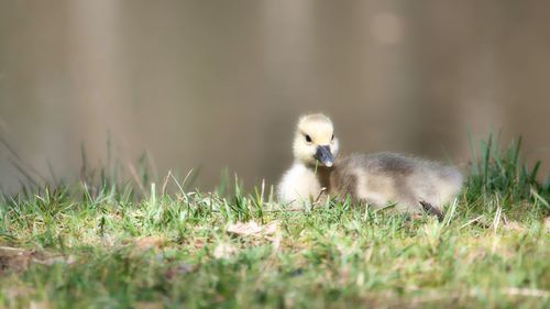 Bird in a field