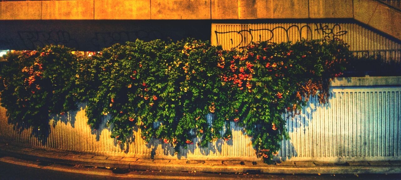 tree, growth, built structure, plant, architecture, nature, house, building exterior, flower, no people, illuminated, outdoors, beauty in nature, yellow, season, wall - building feature, growing, potted plant, multi colored, orange color