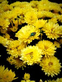 Close-up of yellow flowering plants