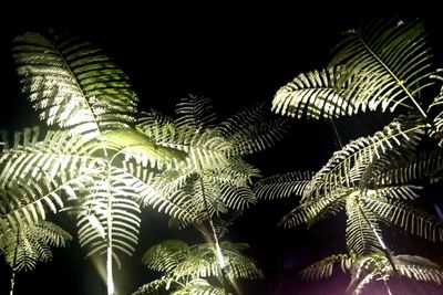 Close-up of fern leaves against clear sky at night