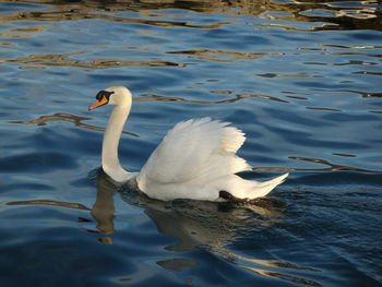 Swan swimming on lake