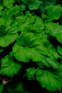 Full frame shot of fresh green leaves