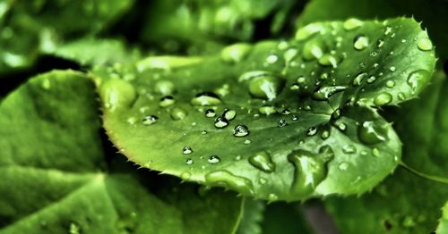 Close-up of water drops on leaves