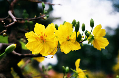 Close-up of yellow flowers